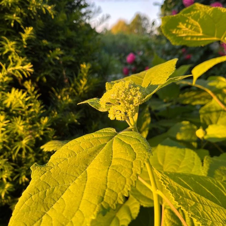 Bobocul de floare al hortensiei arbustive Hydrangea arborescens Annabelle, văzut de aproape.