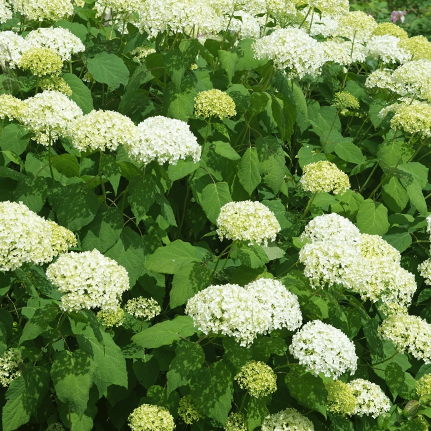 Hortensie Annabelle minunat, înflorit. 