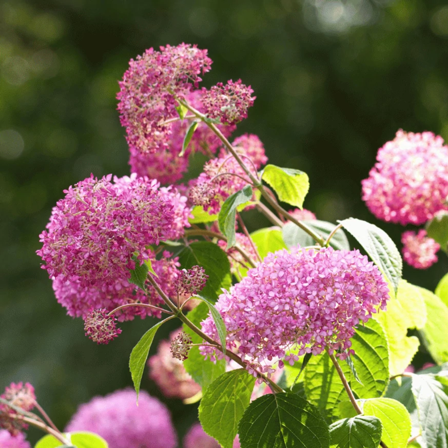 Hortensie Pink Annabelle plantată la soare. 