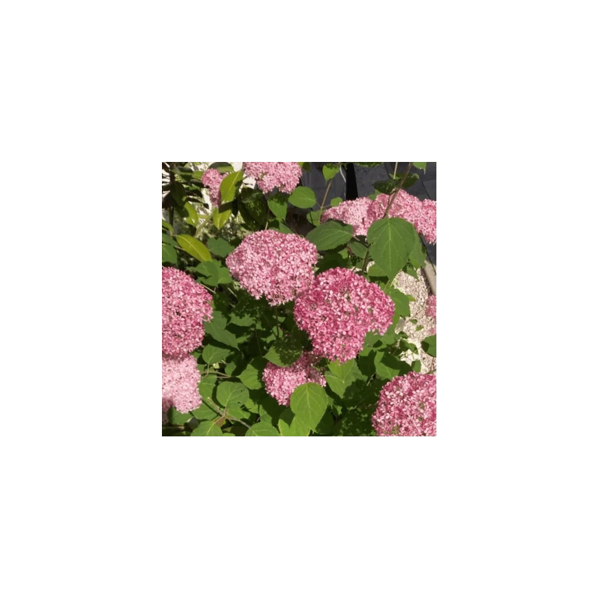 Florile hortensiei roz acoperă abundent tufișul.