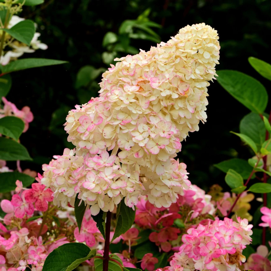Hydrangea paniculata Fraise Melba CS9 - Hortensie paniculată