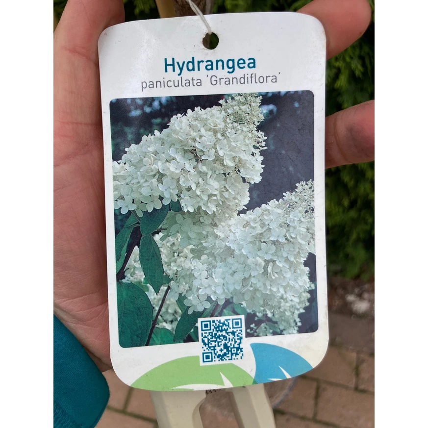 Hortensie Grandiflora tip pomișor