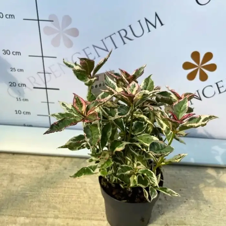 Hydrangea serrata Euphoria Pink, într-un ghiveci de 13 cm. 