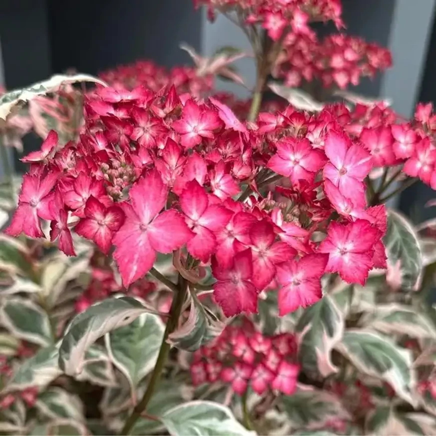 Florile minunate și frunzele decorative ale hortensiei Hydrangea serrata Euphoria Pink. 
