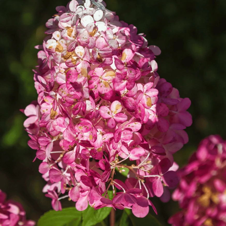 Hydrangea paniculata Fraise Melba CS9 - Hortensie paniculată
