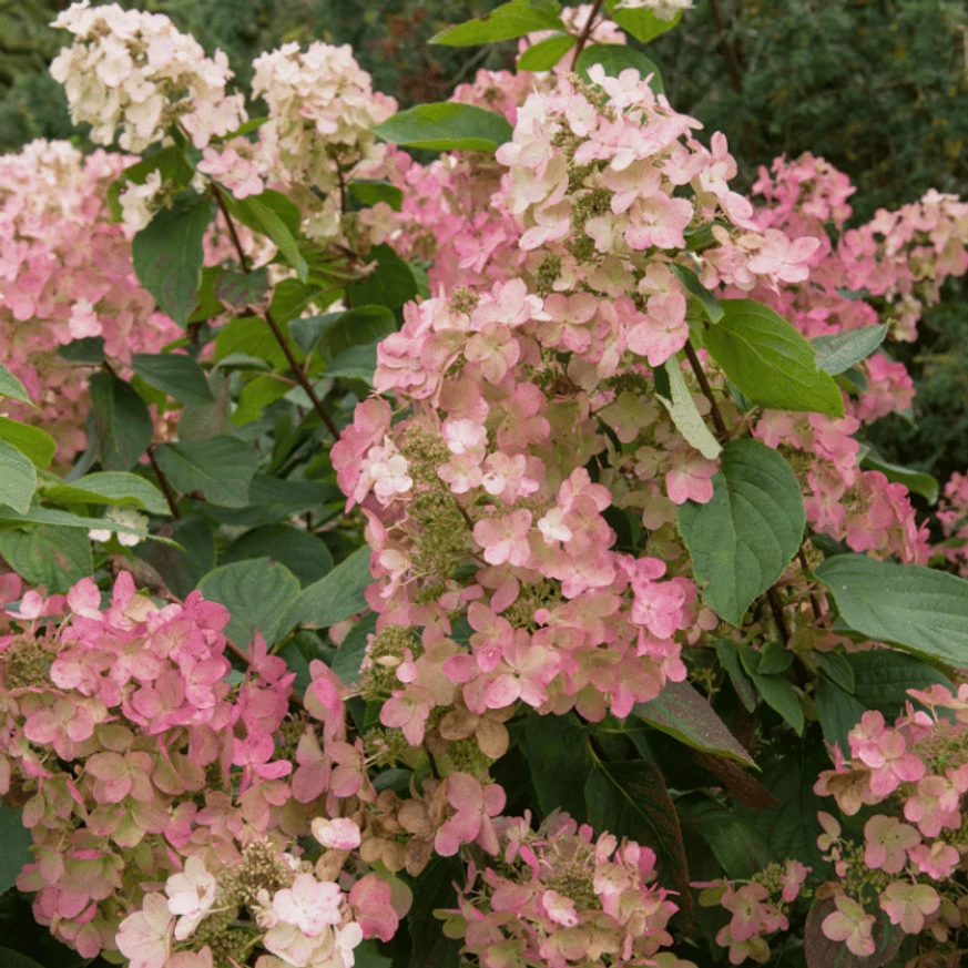 Florile hortensiei Hydrangea paniculata Pink Diamond.
