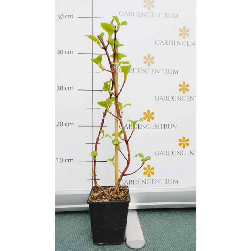 Hortensie cățărătoare sănătoasă, la sfârșitul lunii martie. 
