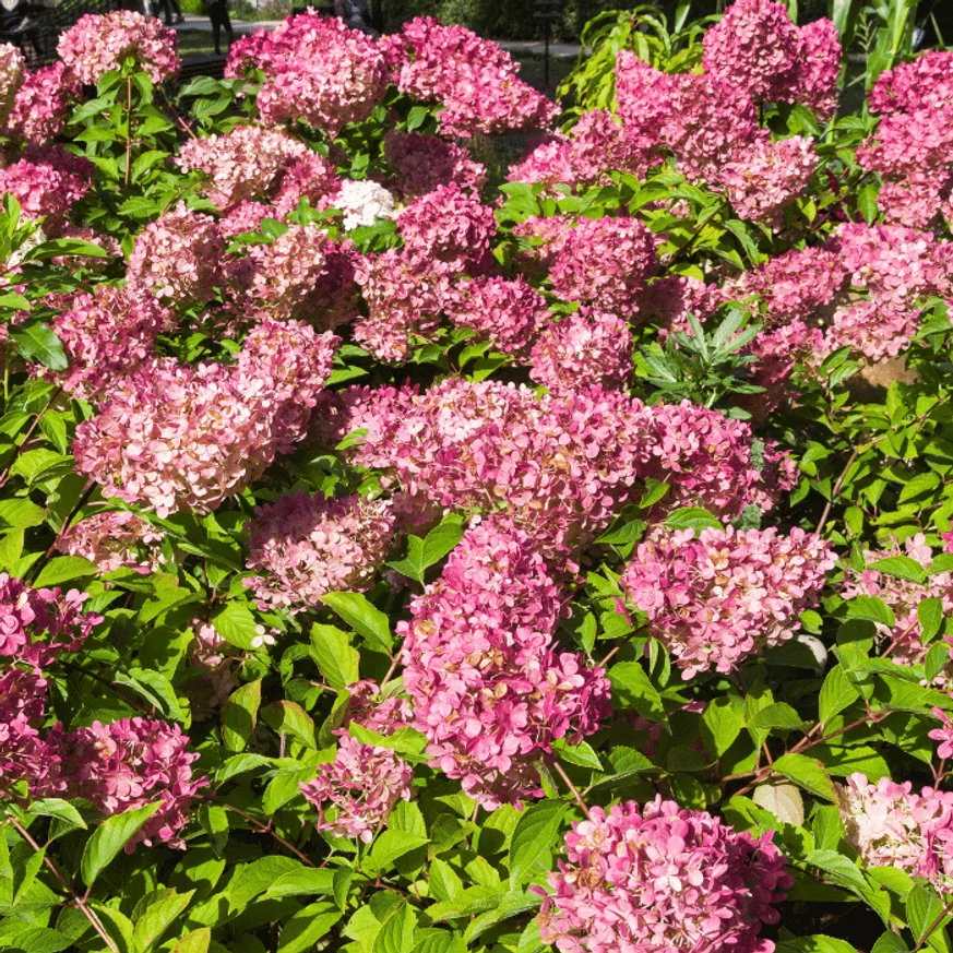 Înflorirea abundentă a hortensiei Pink Diamond. 