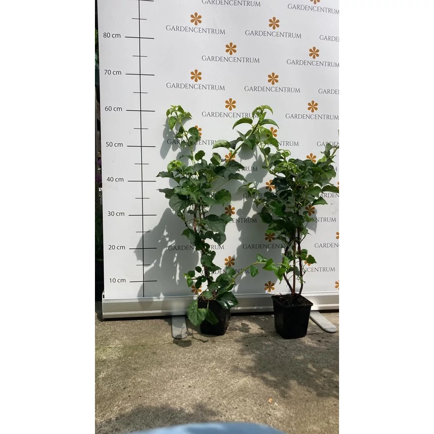 Hydrangea petiolaris în pepiniera noastră în luna iunie. 