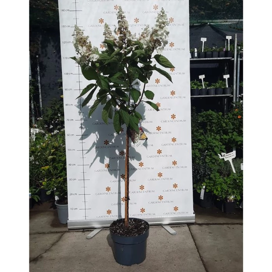 Hortensie Candlelight tip pomișor crescut pe un trunchi înalt de 60 cm în pepiniera noastă. 