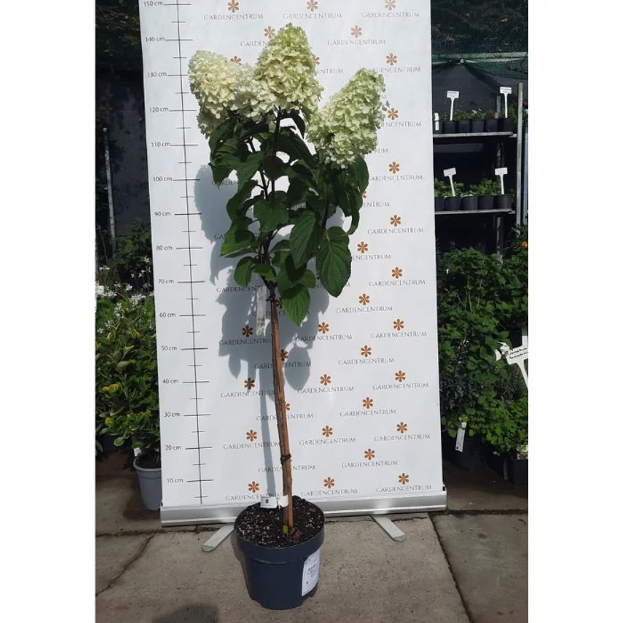 Hydrangea paniculata Silver Dollar tip pomișor în luna septembrie. 