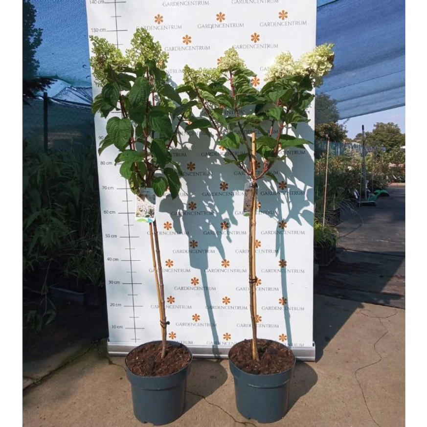 Hortensie Silver Dollar tip pomișor în pepiniera noastră în luna august. 