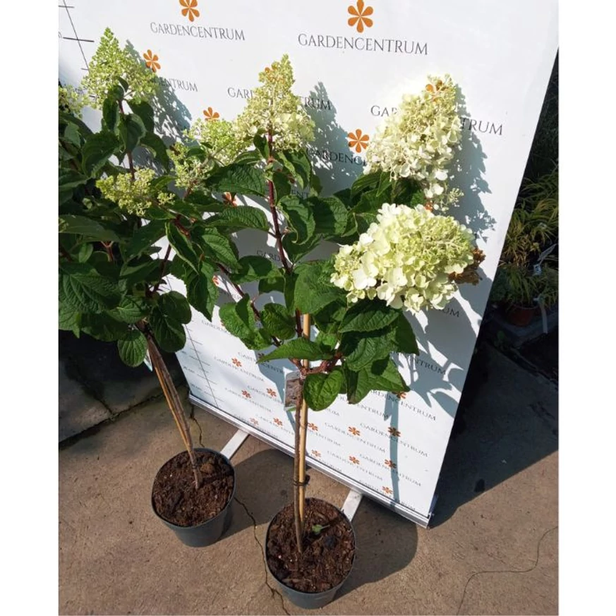 Hortensie Silver Dollar tip pomișor înflorită în luna august. 