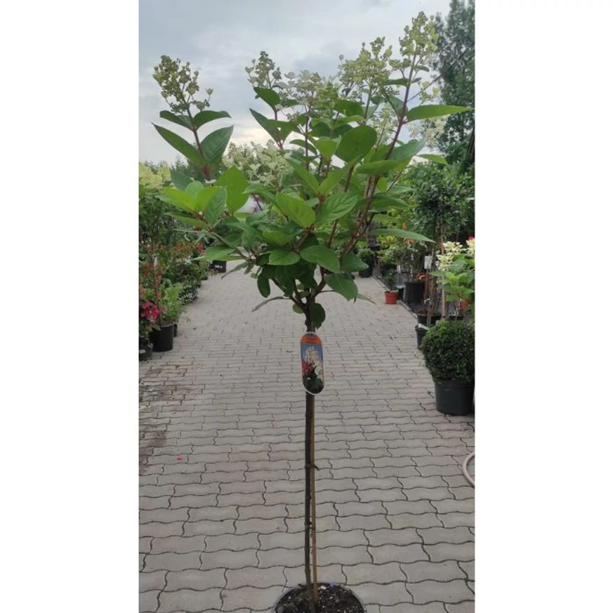 Hortensia Early Sensation tip pomișor în pepiniera noastră în luna iunie. 