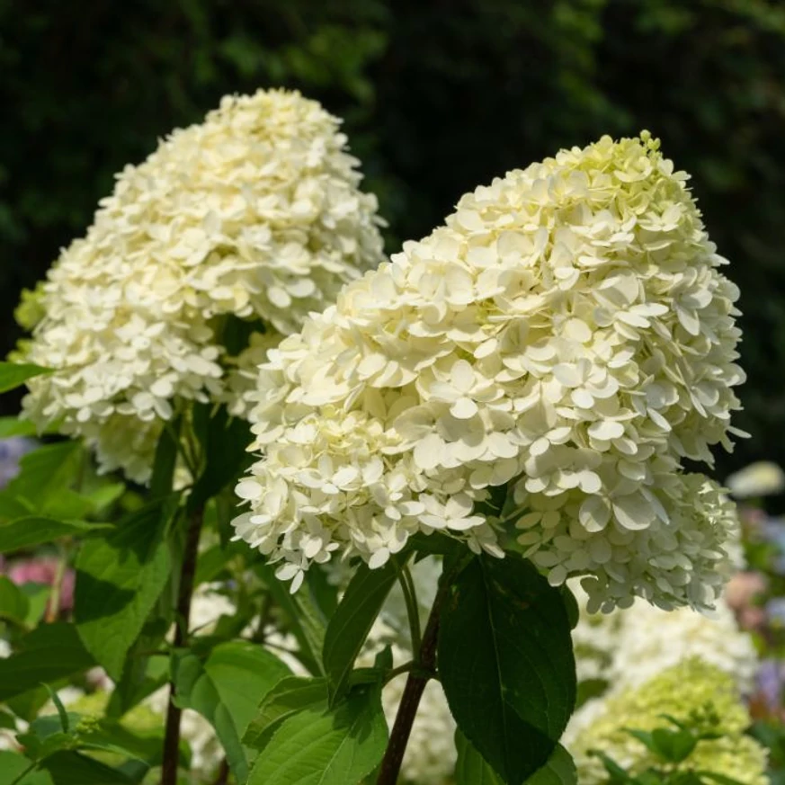 Hydrangea paniculata Polar Bear MT60 - Hortensie paniculata tip pomișor