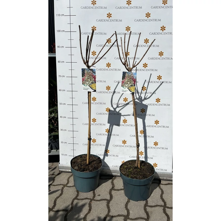 Hortensie Candlelight altoită pe trunchi de 60 cm înălțime.