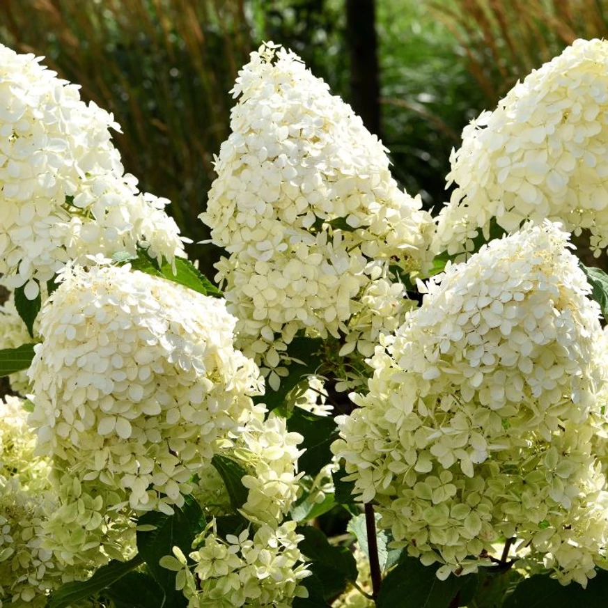 Inflorescențele hortensiei Living Cotton Cream. 