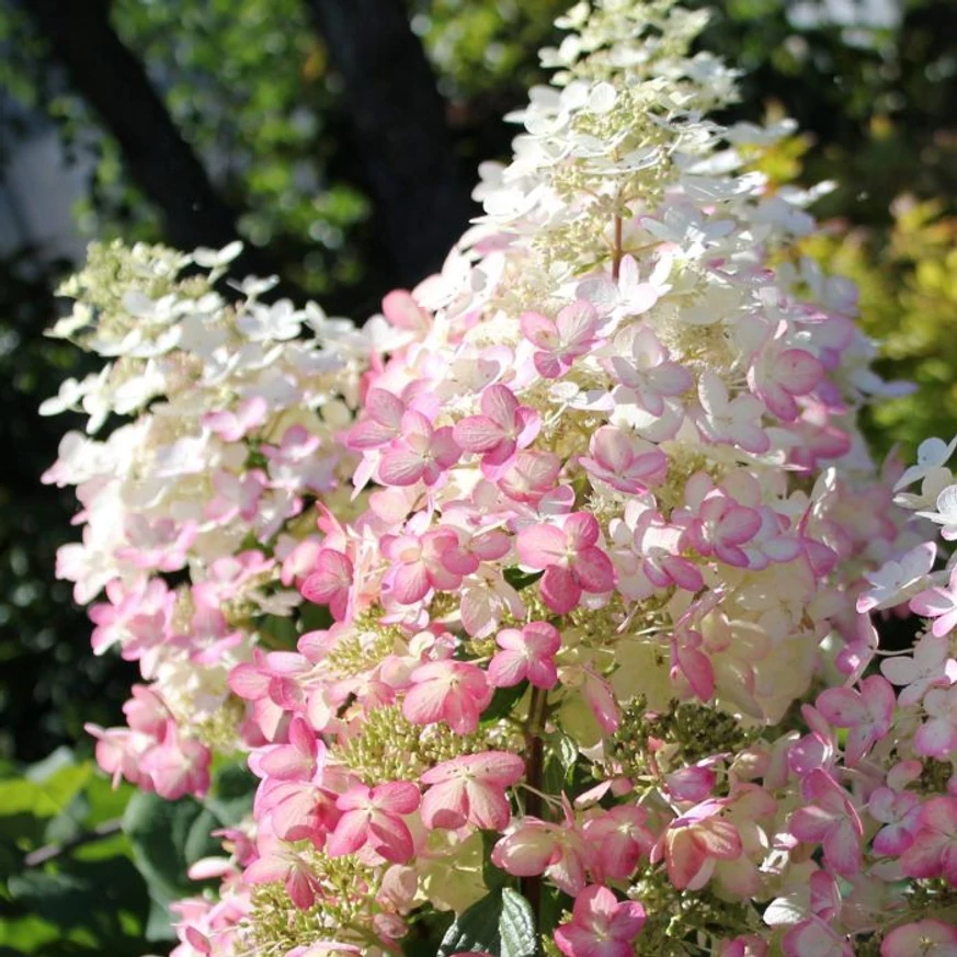 Inflorescența hortensiei Angel's Blush, care începe să îsi schimbe culoarea. 