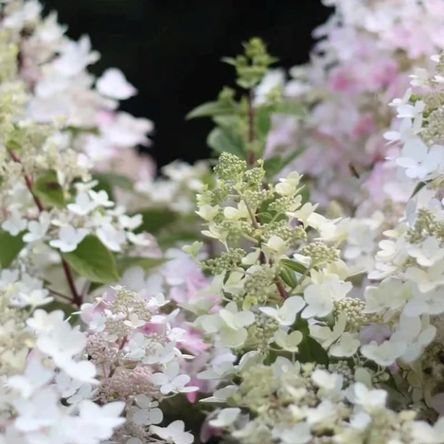 Inflorescențele mari ale hortensiei Angel's Blush.