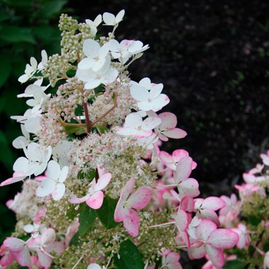 Florile hortensiei Angel's Blush se schimbă din alb în roz. 