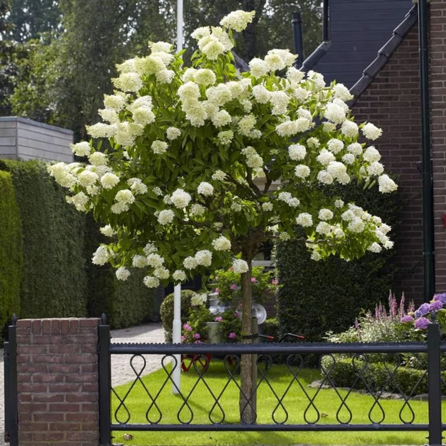 Hortensie Limelight tip pomișor, plantată ca plantă solitară. 