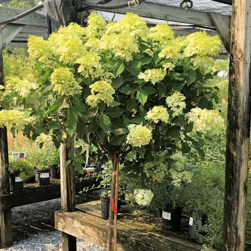 Hortensie Limelight crescută pe trunchi înalt. 