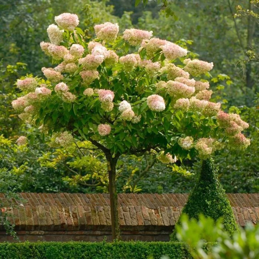 Pomișor de hortensie Vanille Fraise la maturitate. 