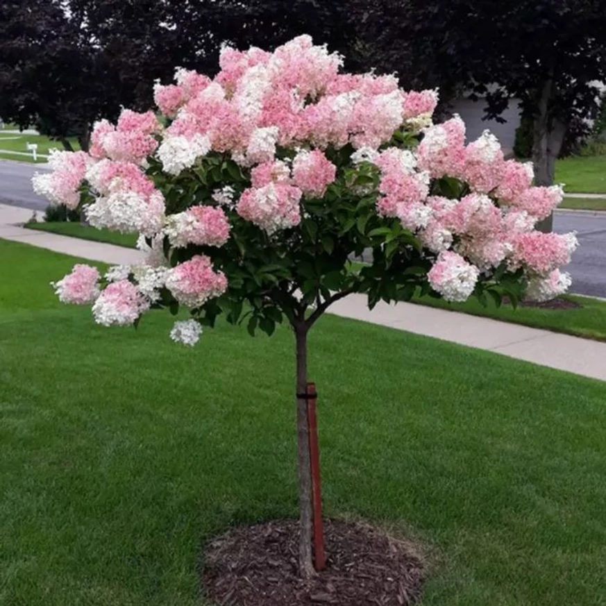 Hydrangea paniculata Vanille Fraise MT50 - Hortensie crescută pe trunchi înalt