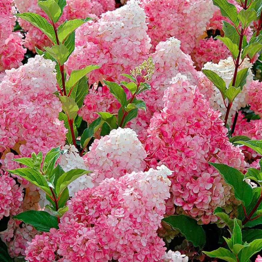 Hydrangea paniculata Vanille Fraise MT50 - Hortensie crescută pe trunchi înalt