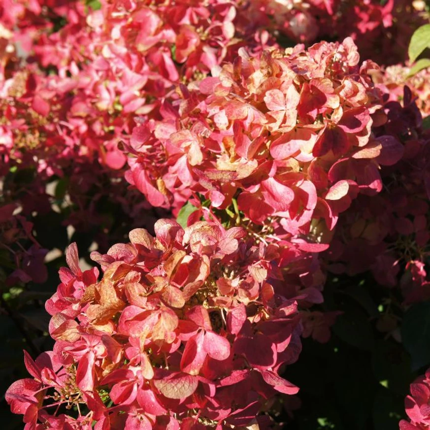 Florile hortensiei Wim's Red se transformă într-o nuanță roșiatică. 