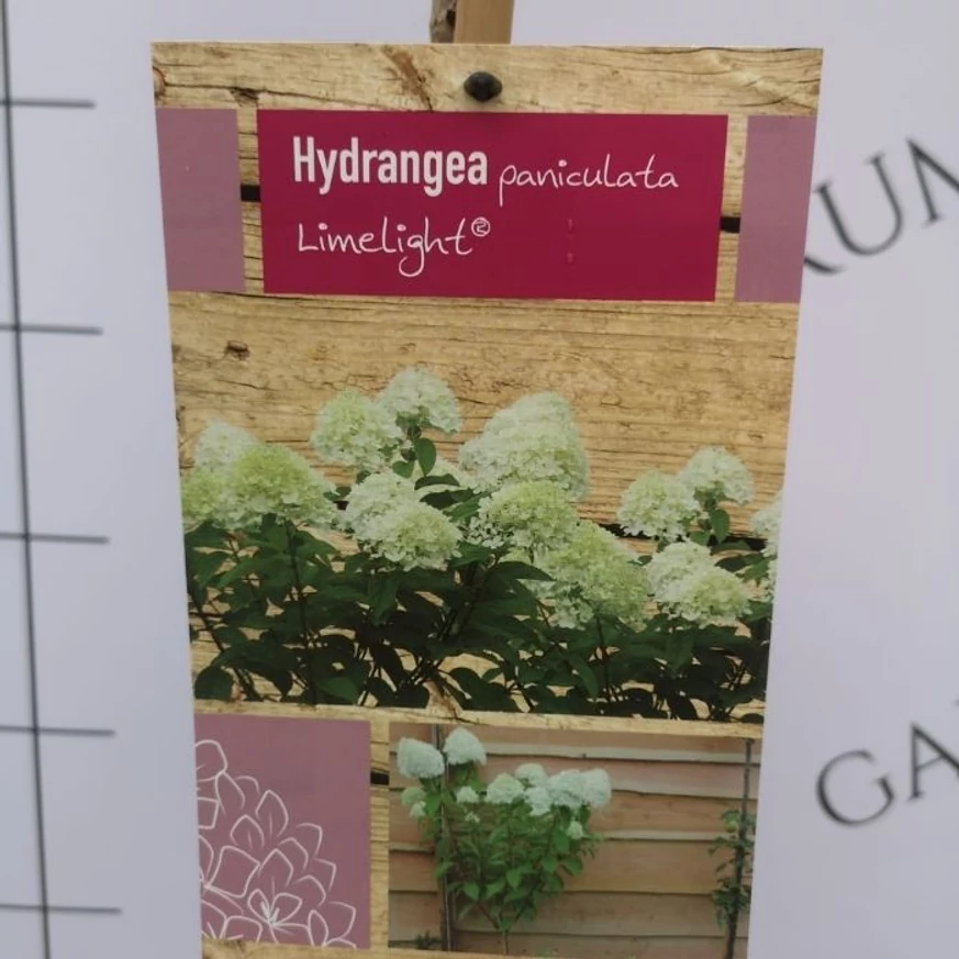 Eticheta hortensiei Limelight în pepiniera noastră. 