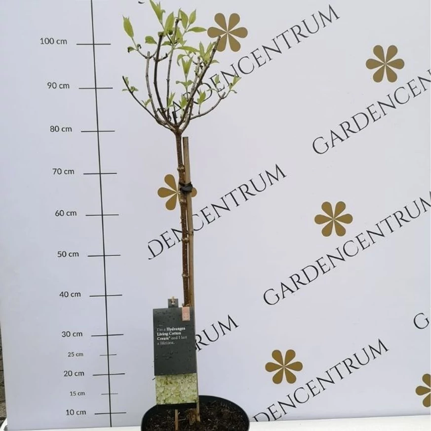 Hortensia paniculata Living Cotton Cream tip pomișor în pepiniera noastră în luna aprilie. 