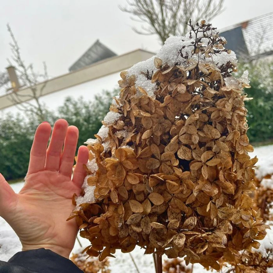 Inflorescențele uscate și impresionante ale hortensiei paniculata creează un spectacol minunat chiar și iarna.