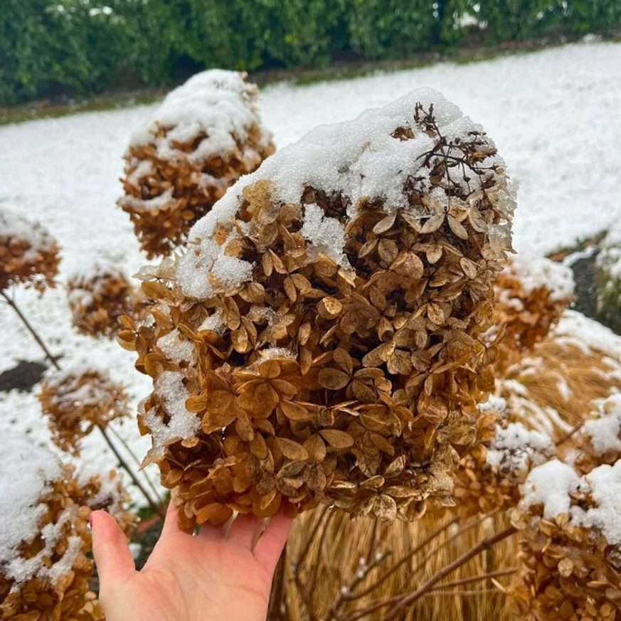 Florile uscate ale hortensiei paniculata adaugă textură peisajului.
