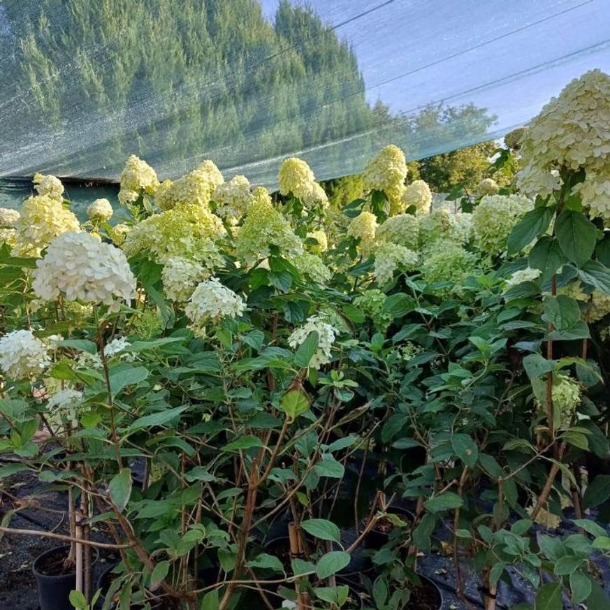Hydrangea paniculata Limelight MT60 înflorită în luna august. 