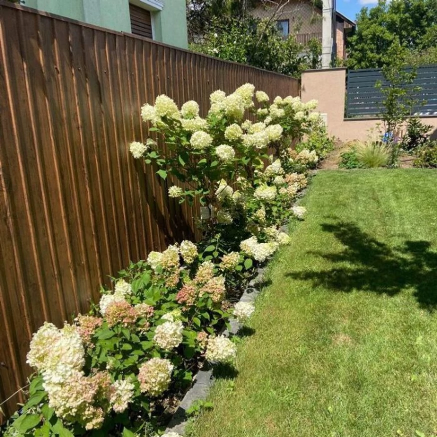 Hortensia Limelight crescută pe trunchi înalt și Living Pinky Promise decorează minunat într-un strat. 
