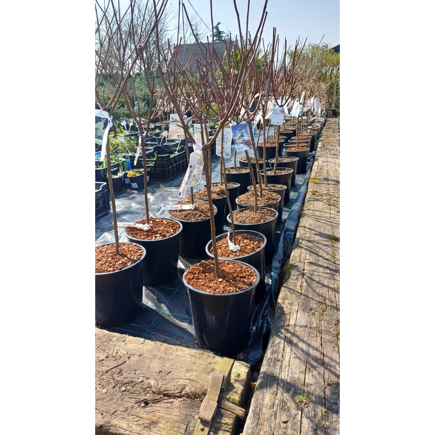 Hortensie tip pomișor Grandiflora în luna martie în pepiniera noastră.