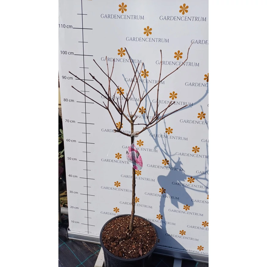Hydrangea paniculata Vanille Fraise MT50 - Hortensie crescută pe trunchi înalt
