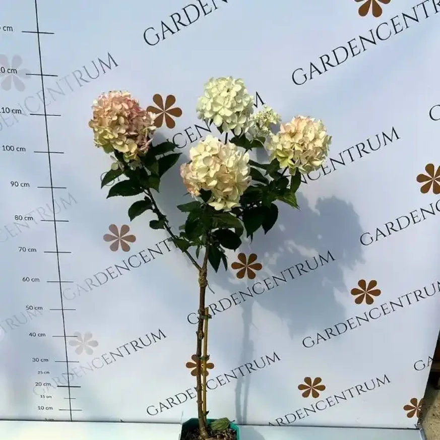 Hydrangea paniculata Petite Polestar pe trunchi înalt de 60 cm, în pepiniera noastră. 