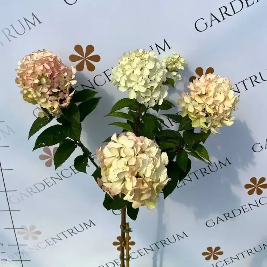 Florile hortensiei Petite Polestar la mijlocul lunii septembrie. 