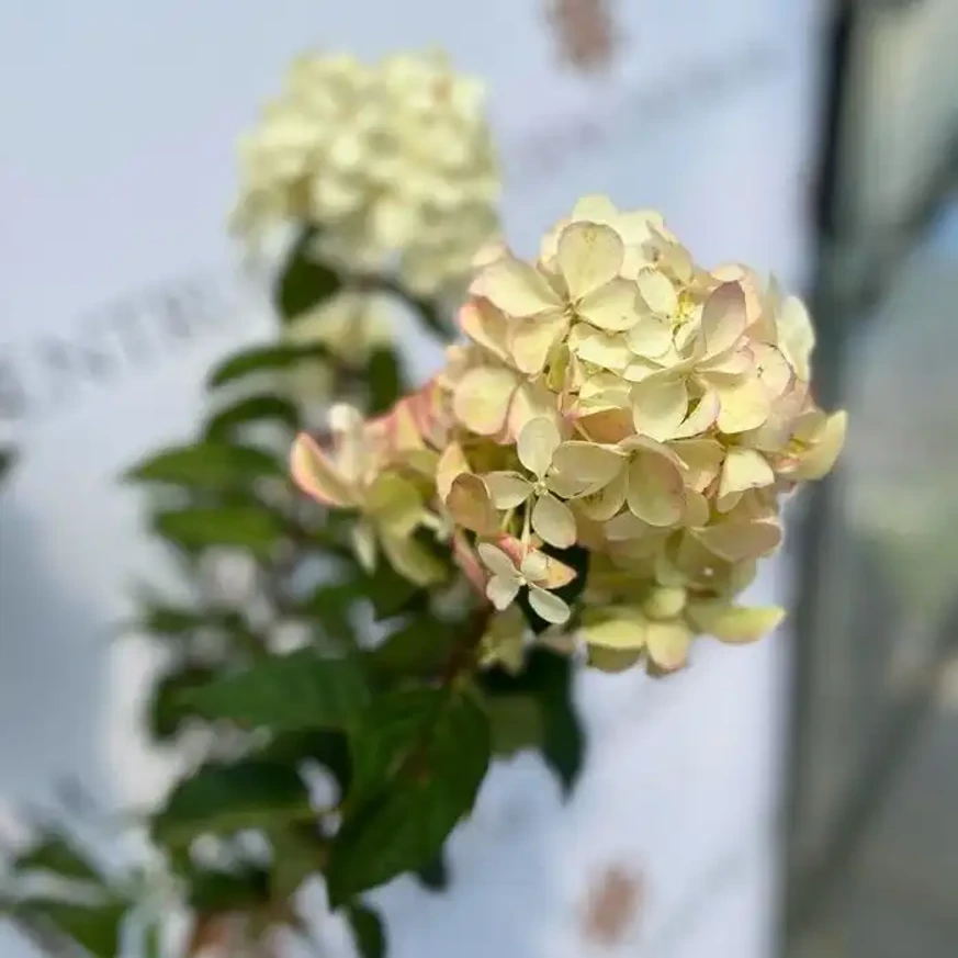 Inflorescența hortensiei Petite Plestar.
