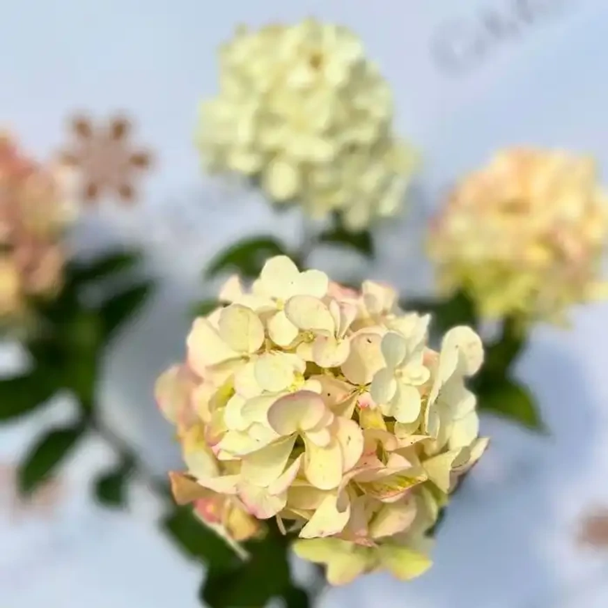 Florile hortenisei Petite Plestar în luna septembrie, în pepiniera noastră. 