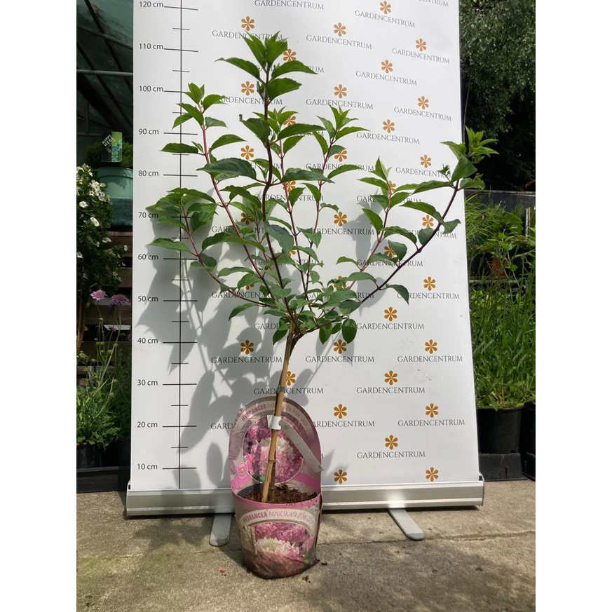 Hortensie tip pomișor Pink Lady în luna iunie. 