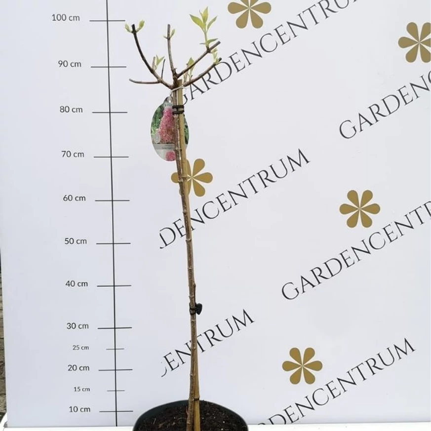 Hortensie Sundea Fraise crescută pe trunchi înalt, tăiată în primăvară.