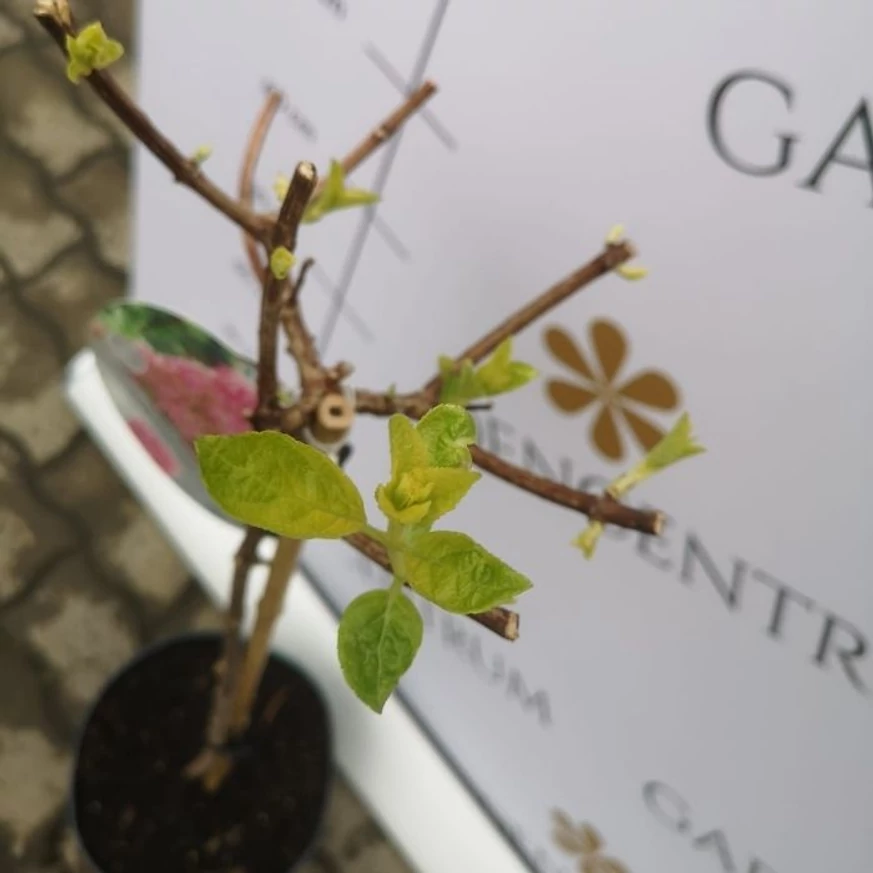 Hortensia Sundea Fraise începe să-și dezvolte frunze noi în luna aprilie în pepiniera noastră.
