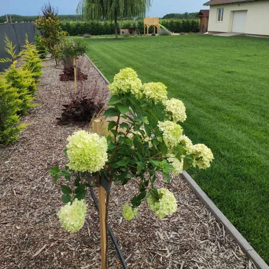 Hortensie Limelight tip pomișor înflorit, în luna iulie. 