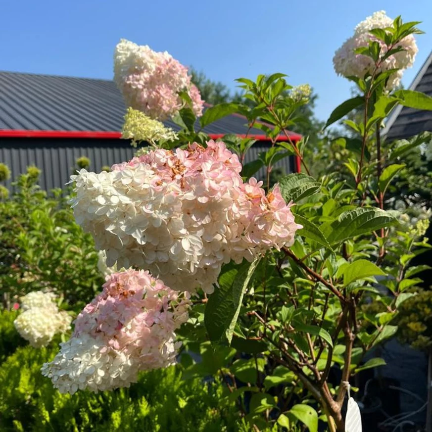 Hortensia paniculata Vanille Fraise, în pepiniera noastră în luna iulie. 