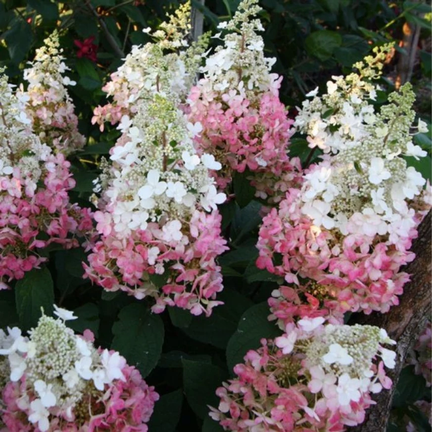 Florile mari ale hortensiei Candlelight. 