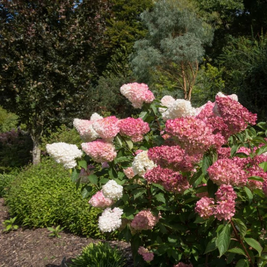 Hydrangea paniculata Sundae Fraise în timpul înfloririi. 
