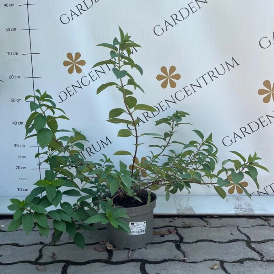 Hortensie paniculată Bobo în oferta Gardencentrum.